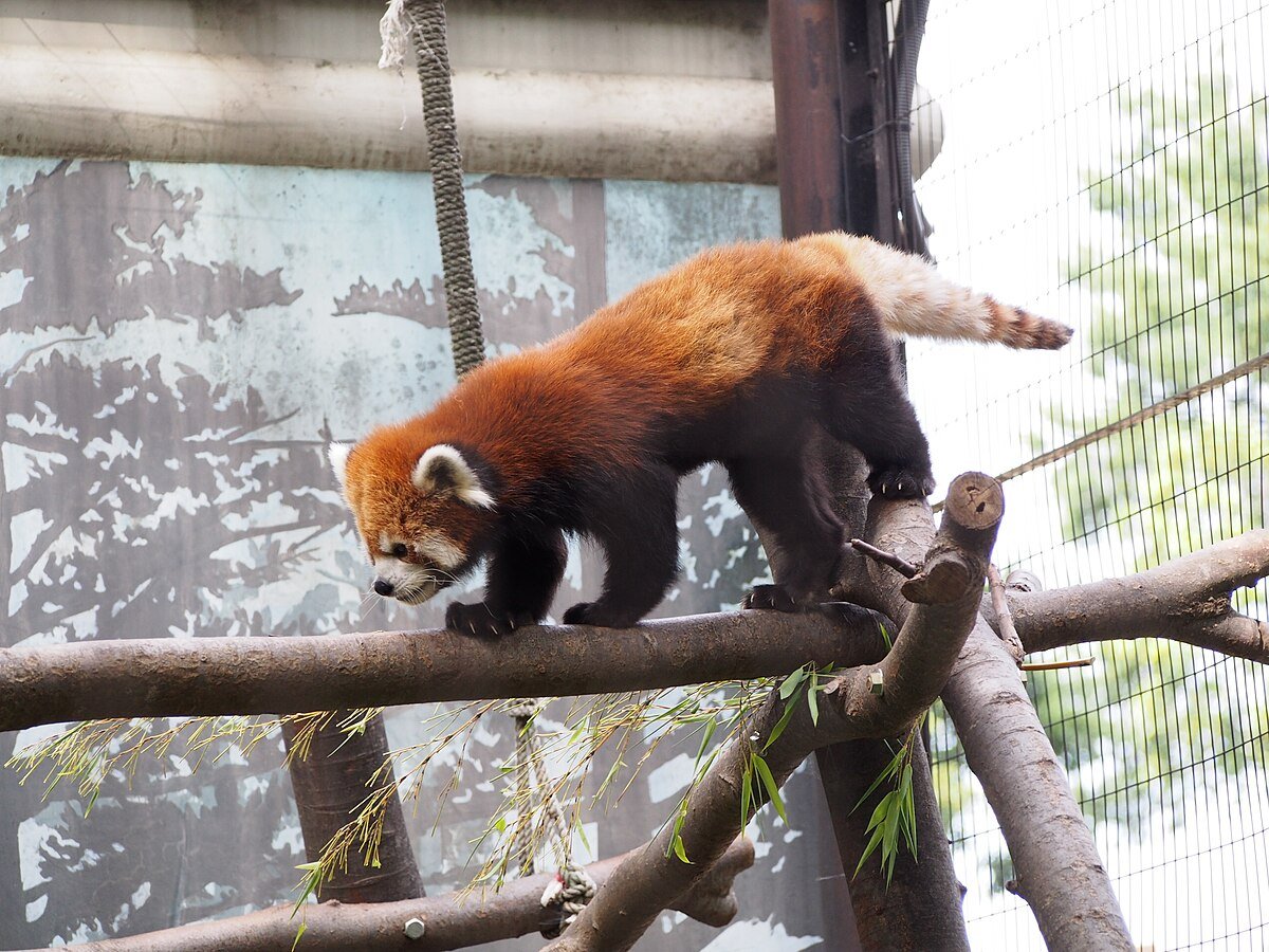 🏞️ 꿈의 언덕 동물공원 (유메미가사키 도부츠코엔) 이미지 6